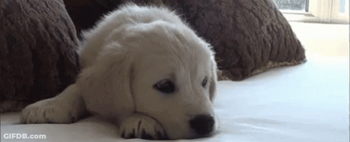 Sad Puppy Slightly Stares GIF