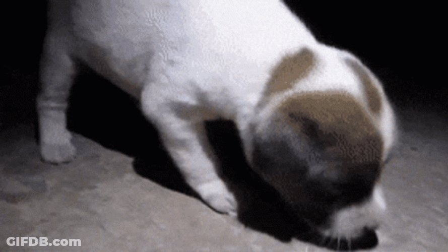 Sad Puppy Sniffing In The Dark GIF