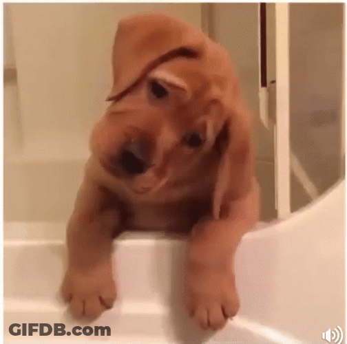 Sad Puppy Turns Head Side By Side GIF