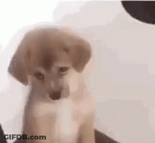 Sad Puppy With Cute Pleading Eyes GIF