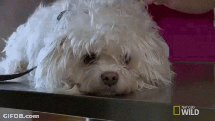 Sad Puppy With Leash On GIF