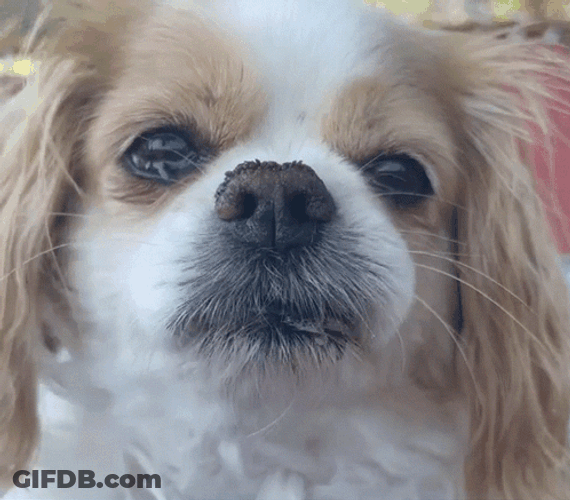 Sad Puppy With Tears GIF