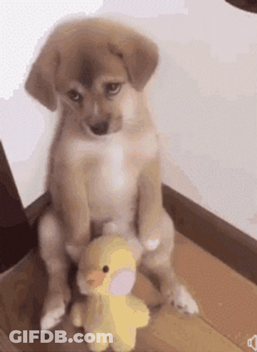 Sad Puppy With Toy And Pleading Eyes GIF
