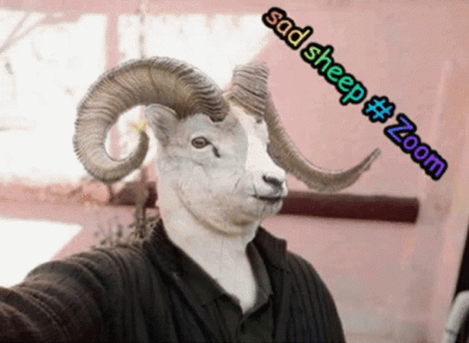 Sad Sheep Zoom GIF
