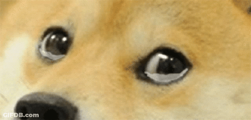 Sad Shiba Inu Crying Dog GIF