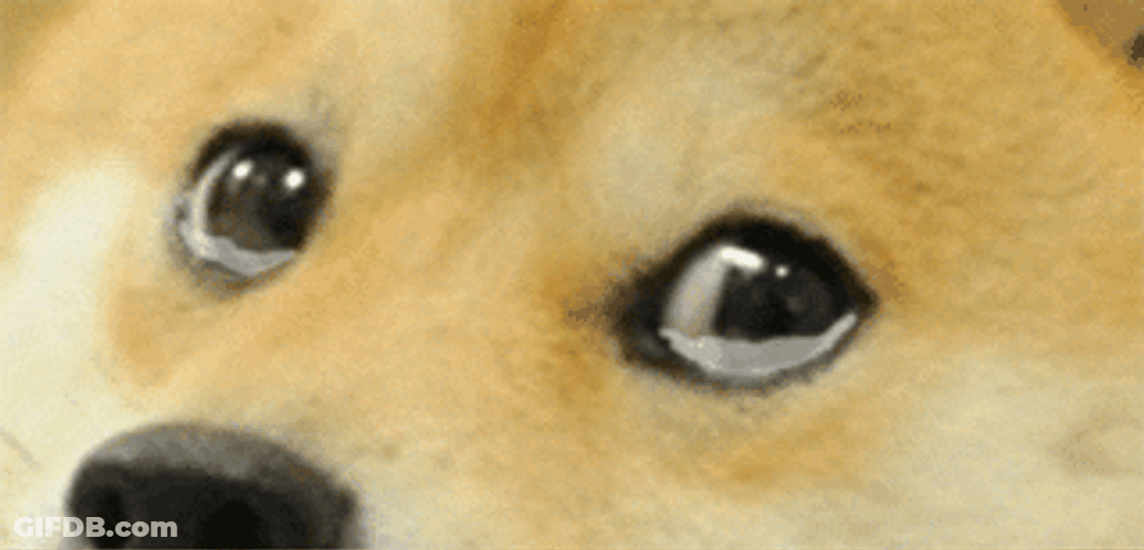 Sad Shiba Inu Tears Trickling GIF