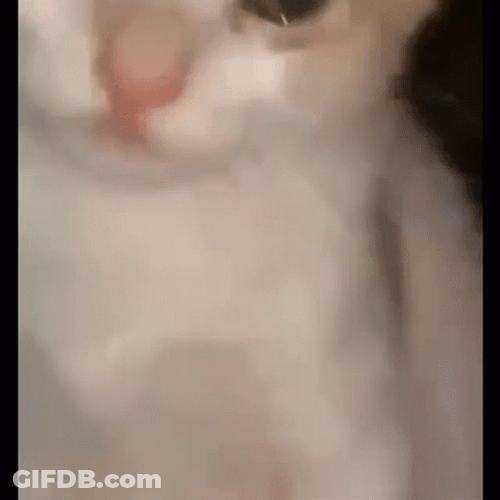 Sad Teary Eyed Cute Cat Crying GIF