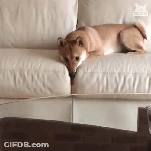 Sad Weird Hungry Dog Sticking Tongue Out GIF