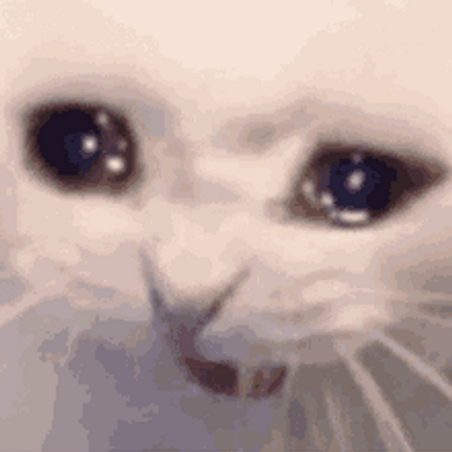 Sad White Cat Memes Crying Tears Huhuhu GIF