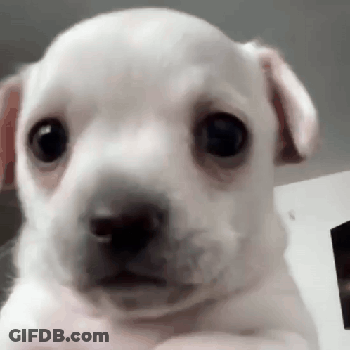 Sad White Puppy Looking At Camera GIF