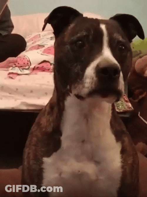 Sad Yes Dog Nod GIF