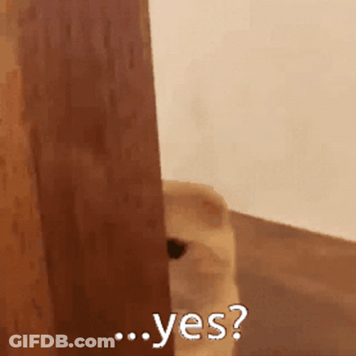 Sad Yes Peeking Cat GIF