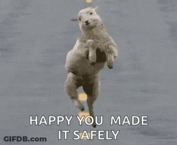 Safe Happy Dancing Sheep GIF