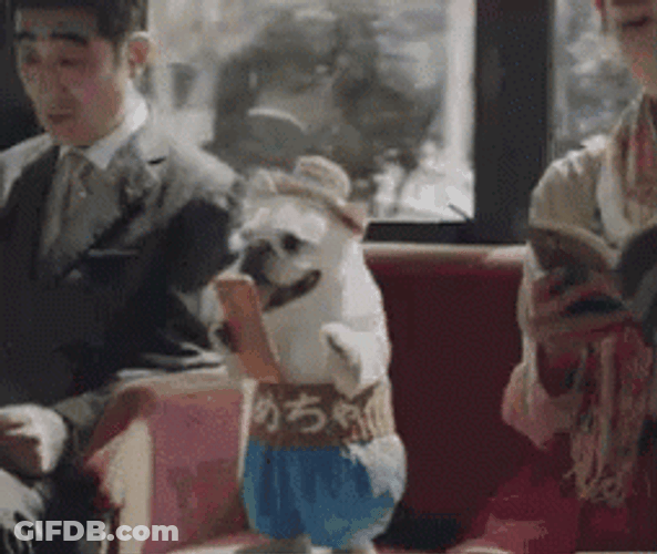 Safe Travels Cute Puppy On The Train GIF