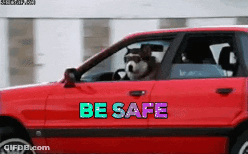 Safe Travels Dog Driving A Car GIF