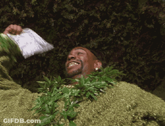 Sage Green Dave Chappelle Weed GIF