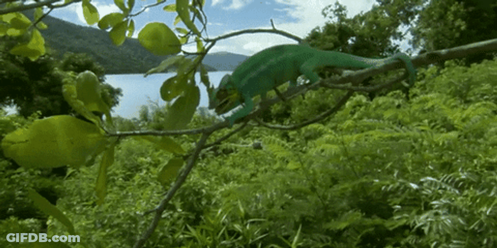 Sage Green Panther Chameleon GIF