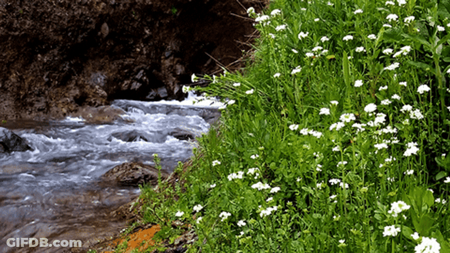 Sage Green River Bushes GIF