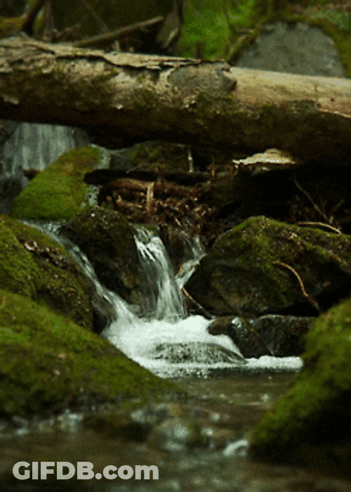 Sage Green Stream Slime Mold GIF