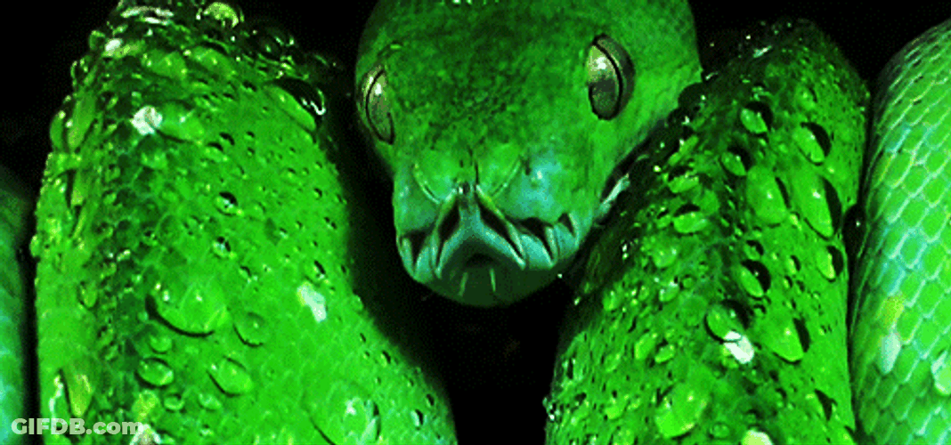 Sage Green Venomous Snake GIF