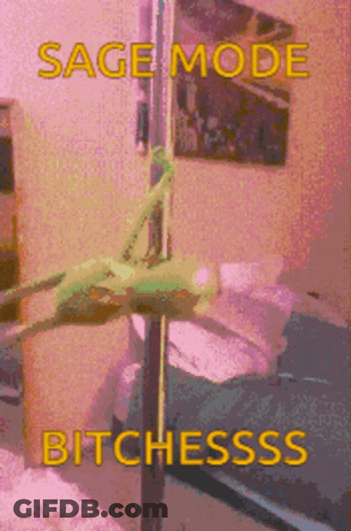 Sage GIF