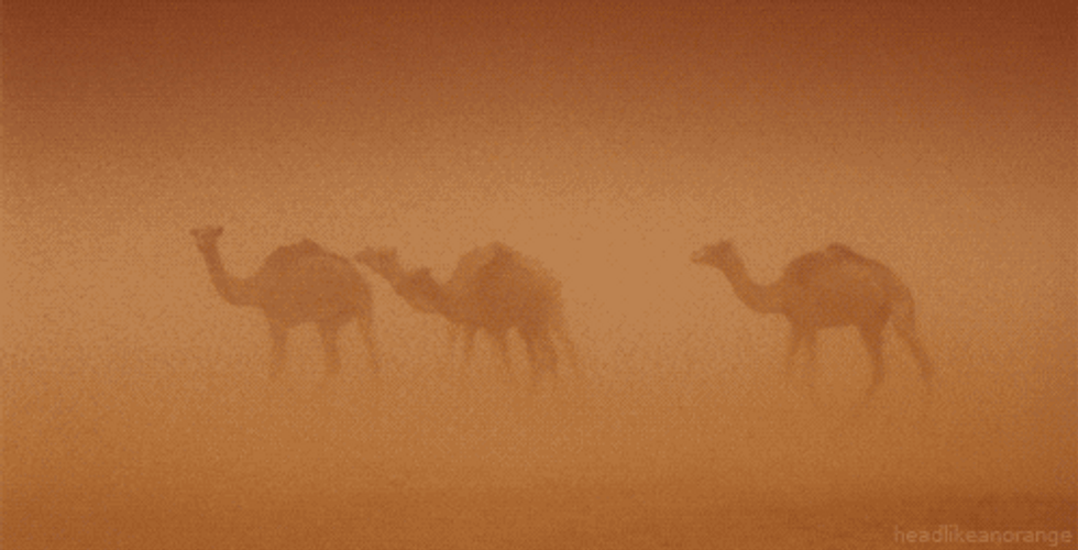 Sahara Desert Camel GIF
