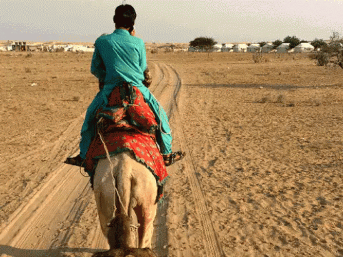 Sahara Desert Camel Riding GIF