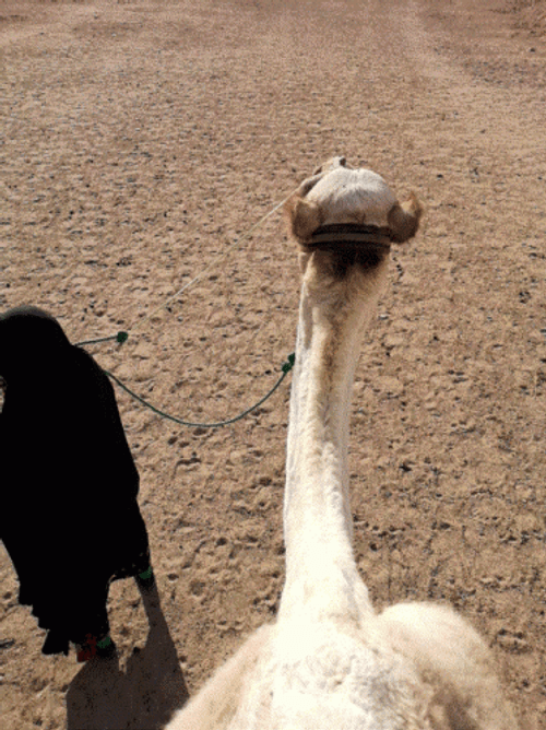 Sahara Desert Camel Riding View GIF