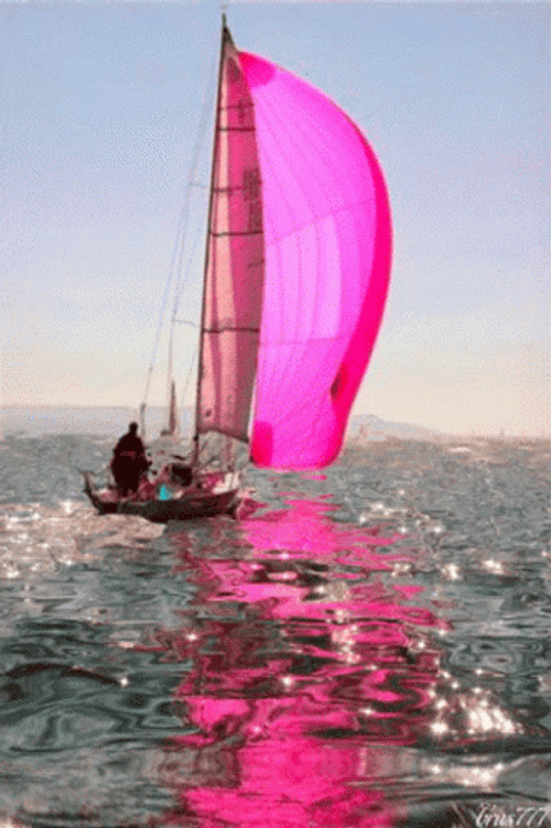Sailing Boat With Pink Mainsail GIF