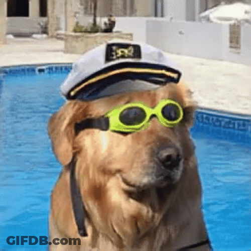 Sailor Funny Dog Meme GIF