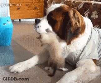 Saint Bernard Dog Playing With Kitten GIF
