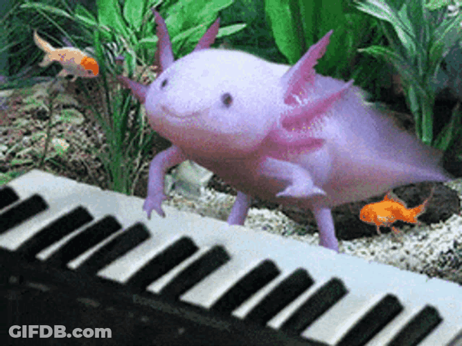 Salamander Piano GIF