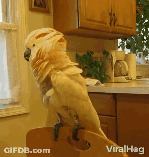 Salmon-Crested Cockatoo Bird Twisting Head In Circle GIF