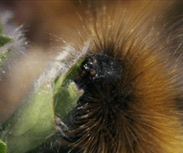 Salt Marsh Moth Caterpillar GIF