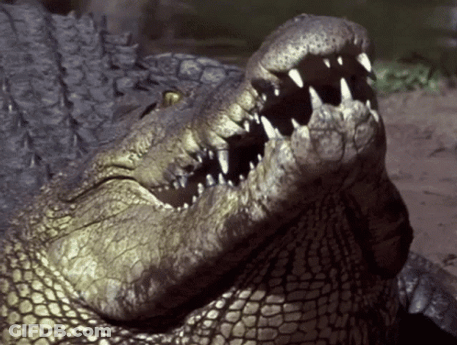 Saltwater Crocodile Chew GIF