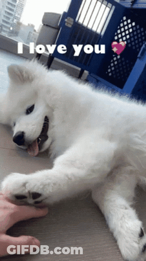 Samoyed Asking For Attention GIF