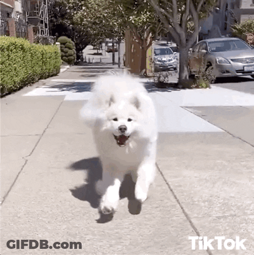 Samoyed Catching Treat GIF
