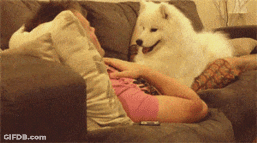 Samoyed Cuddling With Human GIF