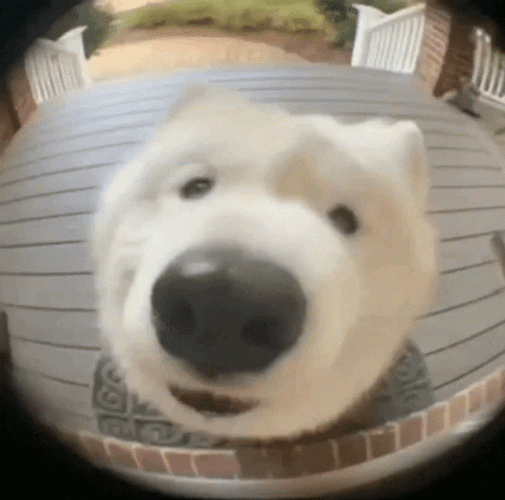 Samoyed Dog Barking Doorbell GIF