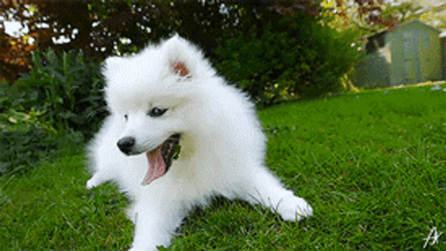 Samoyed Dog Boop Kiss GIF