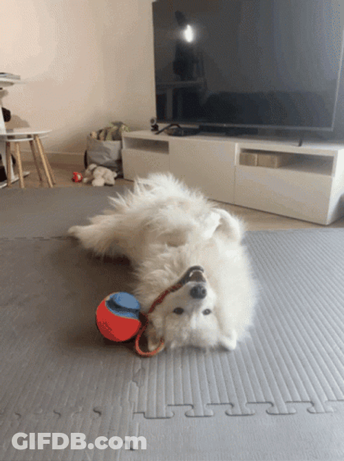 Samoyed Dog Chewing Toy GIF