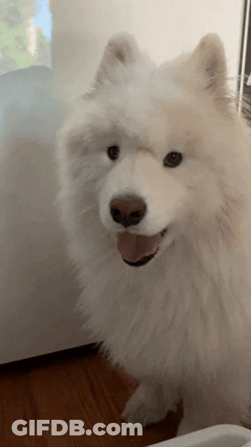 Samoyed Dog Howling GIF