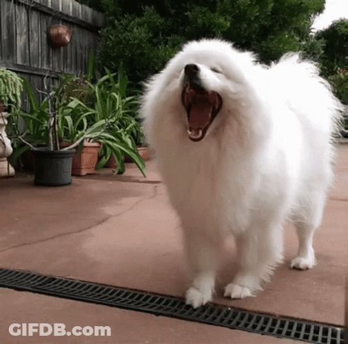 Samoyed Dog Yawning GIF