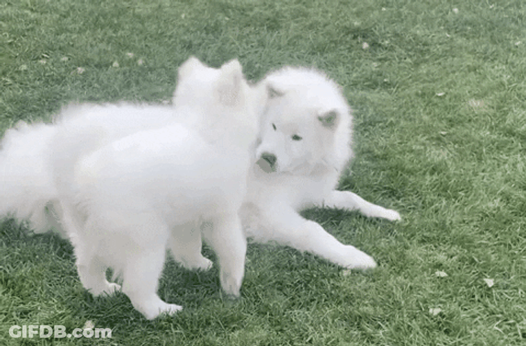 Samoyed Dogs Playing Outside GIF