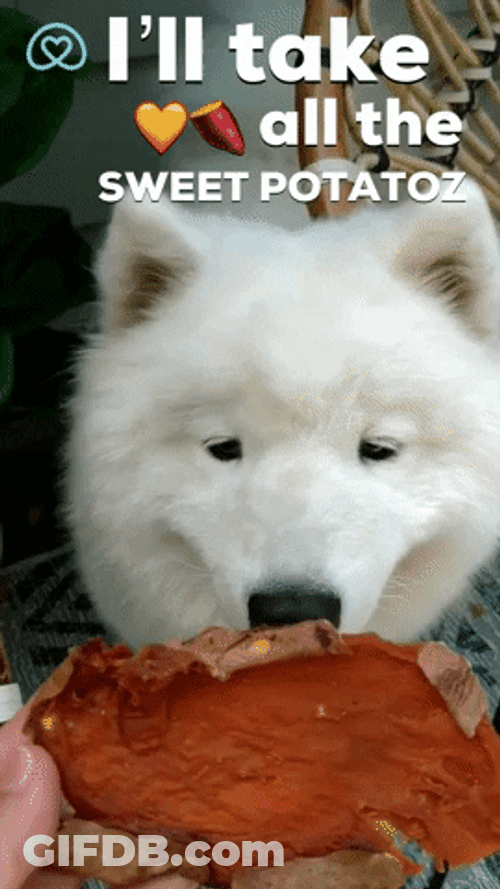 Samoyed Eating Sweet Potato GIF