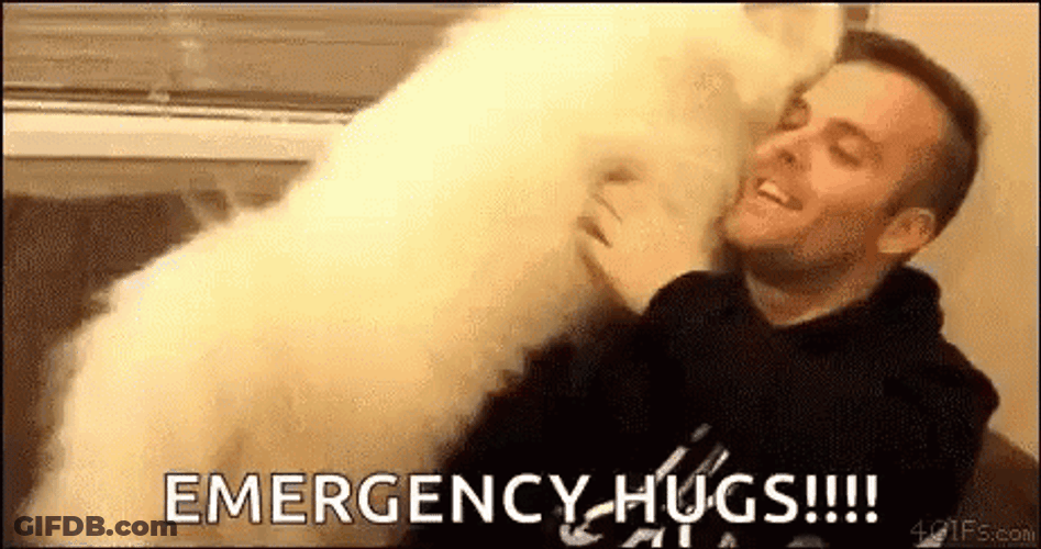 Samoyed Giving Emergency Hugs GIF