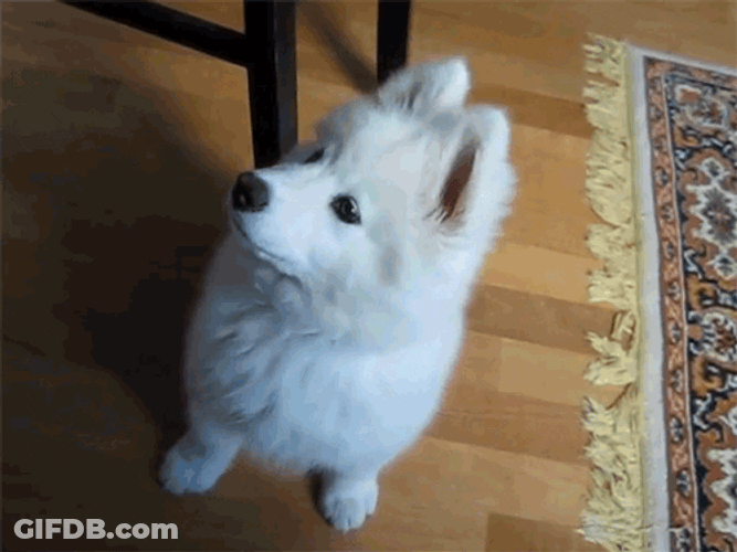 Samoyed Head Tilting GIF