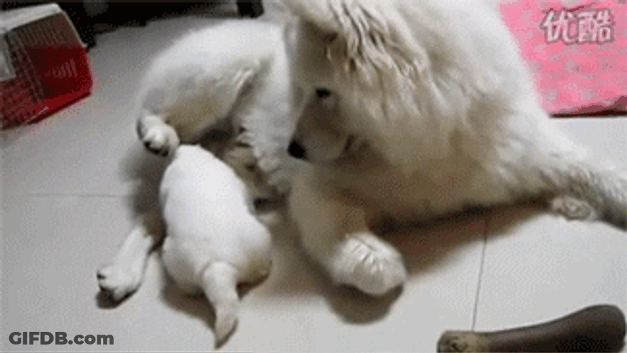 Samoyed Kicking Out Puppy GIF