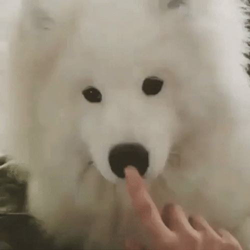 Samoyed Nose Boop GIF