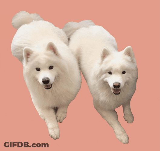 Samoyed Pair Twerking Meme GIF